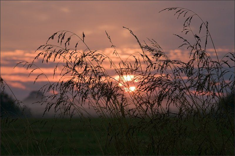 старая ладога, утро, рассвет, травка, туман, травка на рассвете фото превью