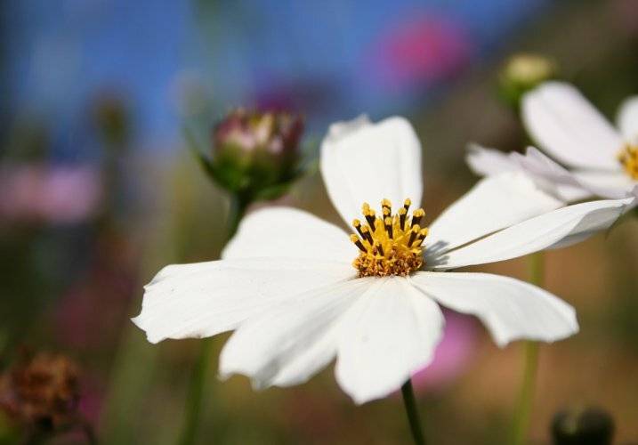 ромашка, лето, Lelya