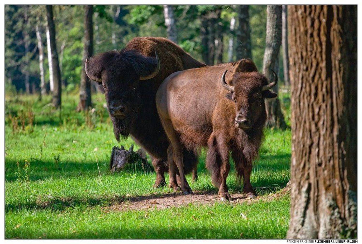 серпухов, бизон, приокско-террасный, заповедник, Алексей Архипов