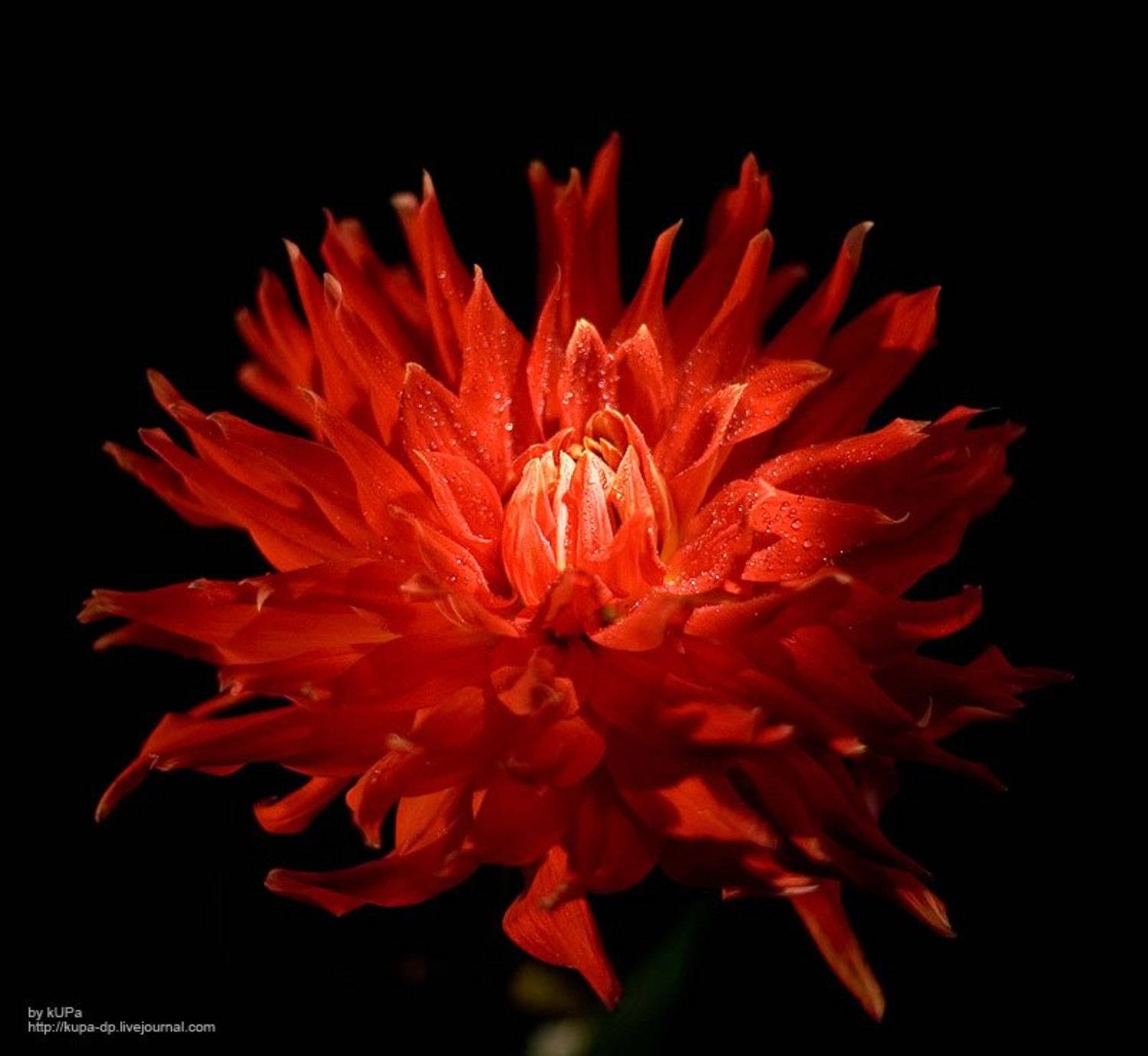 цветок, kUPa  Стеценко Игорь