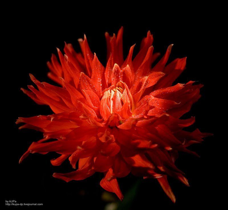 цветок  фото превью