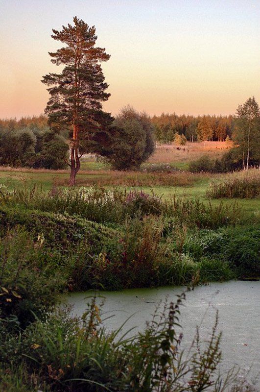 По Шишкину... фото превью