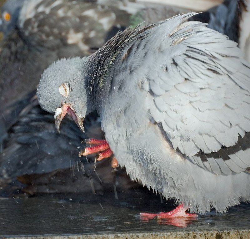 птица,голуби Птичий Грипп!. фото превью