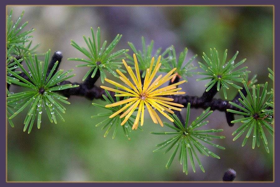 лиственница,иглица, Солодухин Виктор