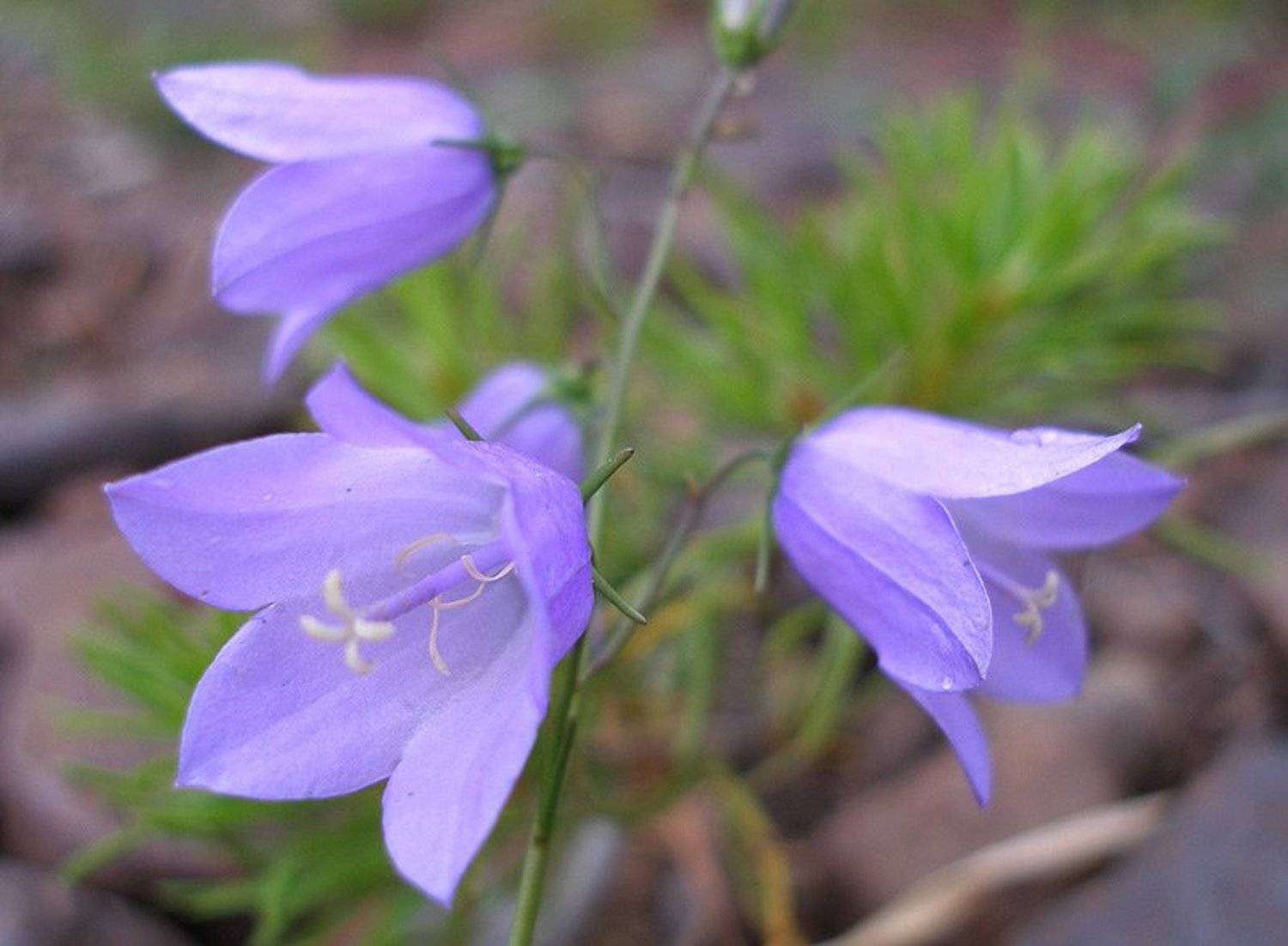 цветы., omskva.ru