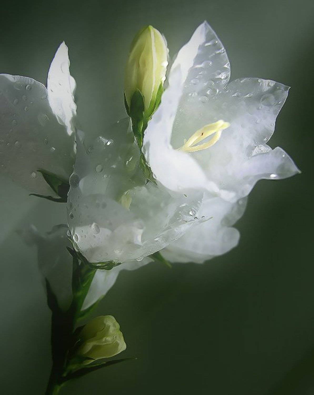 колокольчики, JezeBel