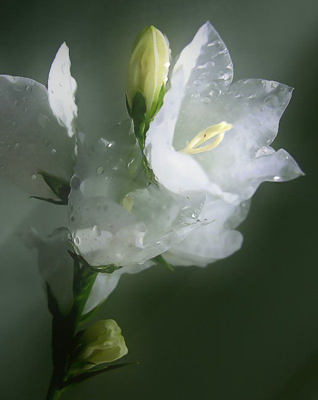 колокольчики *** фото превью