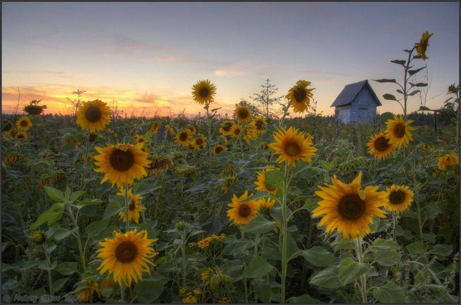 лето, август, закат, подсолнух, пейзаж, Андрей Житков