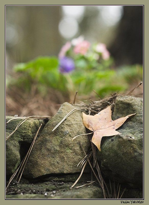 листок А там за скалами жизнь... фото превью