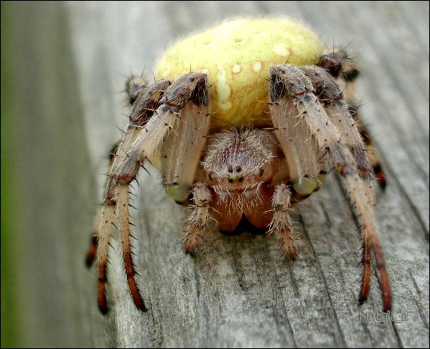 паук, улыбка, макро, Natali_a