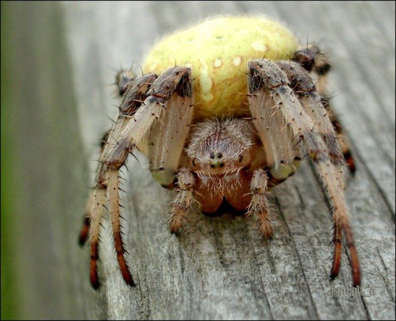 паук, улыбка, макро Улыбка паучка фото превью