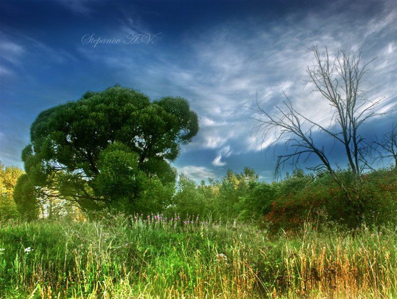 разные судьбы Два дерева -  две разные судьбы... фото превью