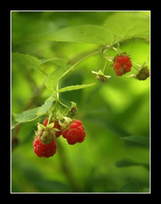 малинки, света ошметкова МАлинки фото превью