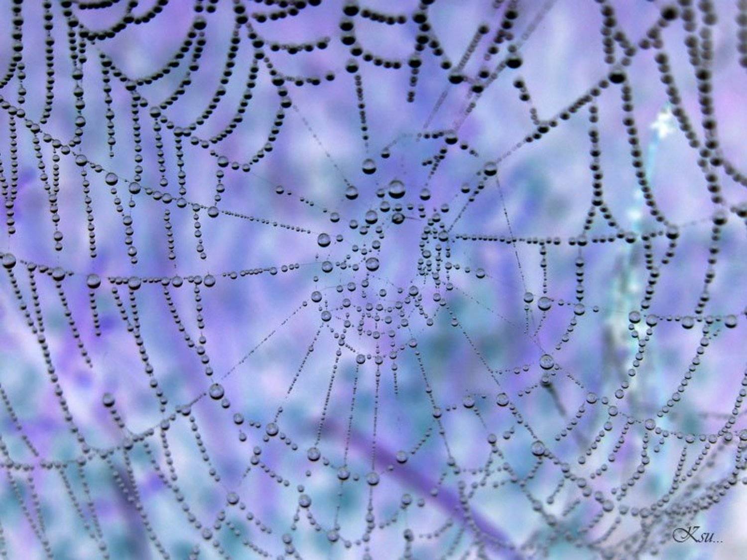 жемчужные сны, Ksu