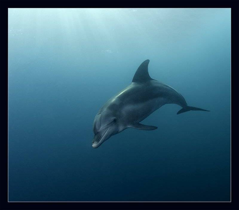 красное море, дельфин, Torchuck