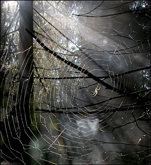 , Валерия Струнникова