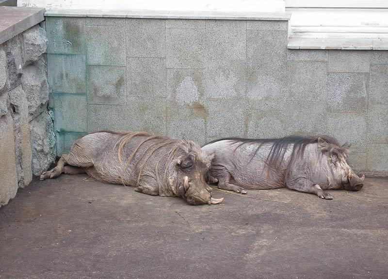 животные Утомленные солнцем. фото превью