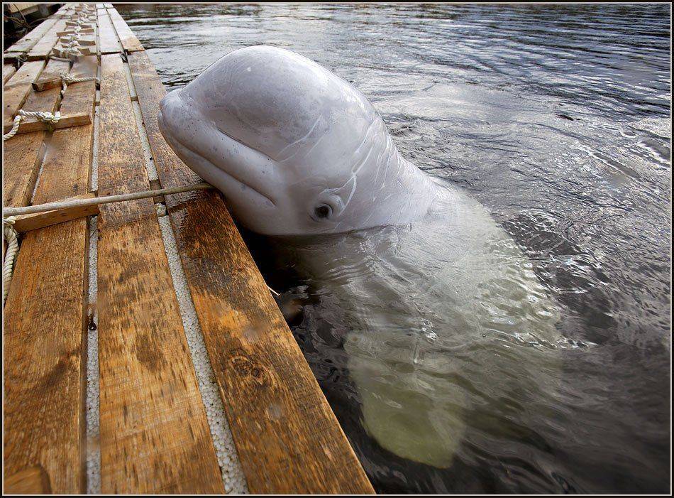 , Марина Кочетова