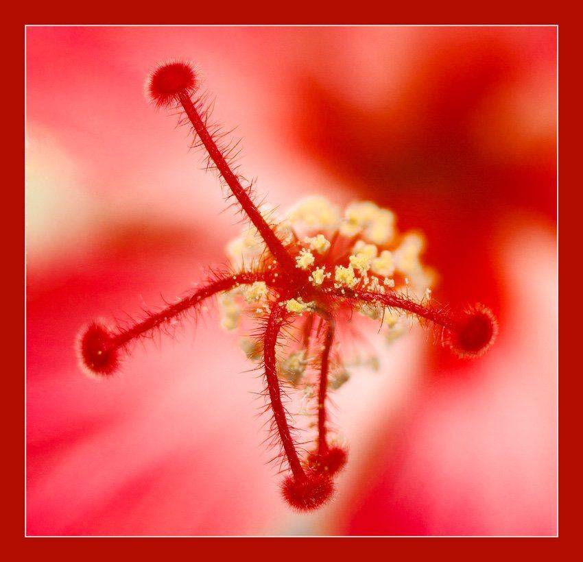 макро,цветок, Качурин Алексей