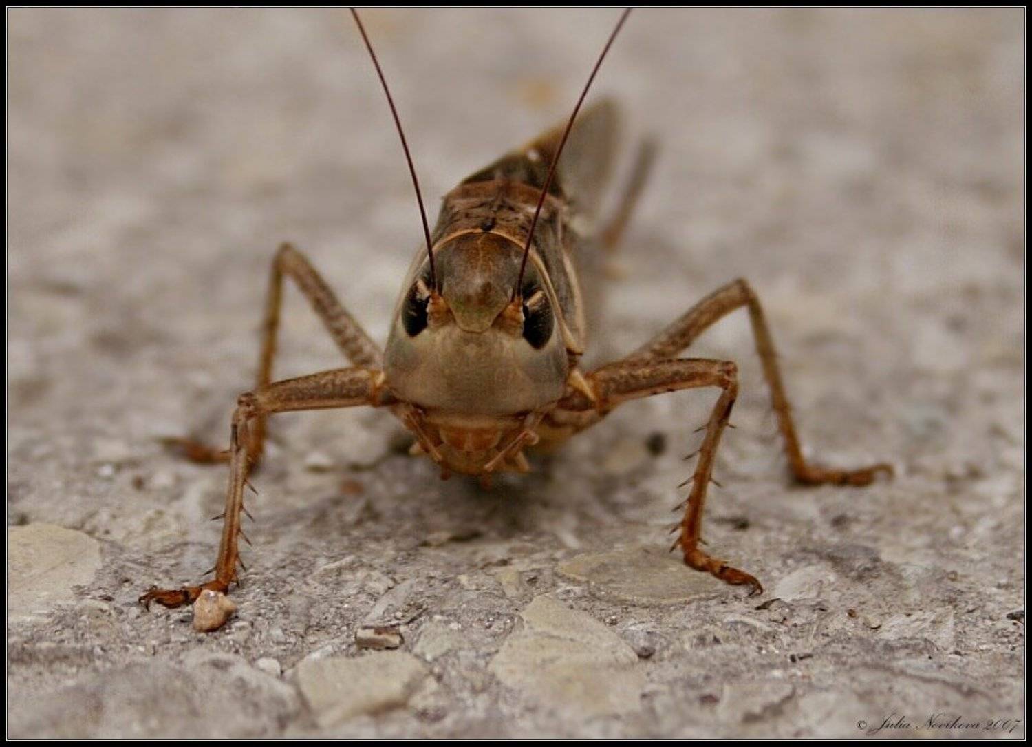 кузнечик, Julia Novikova (Karrol)