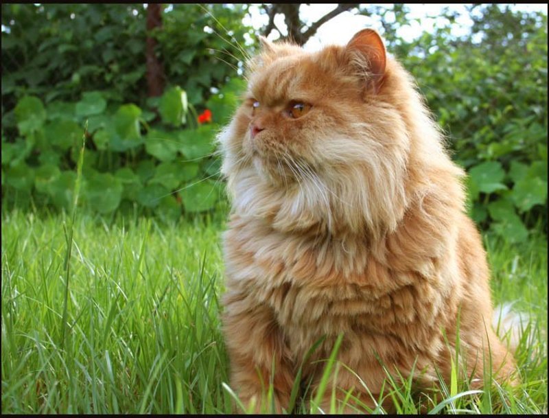 котов, кшиша, на, даче Дачник:) фото превью