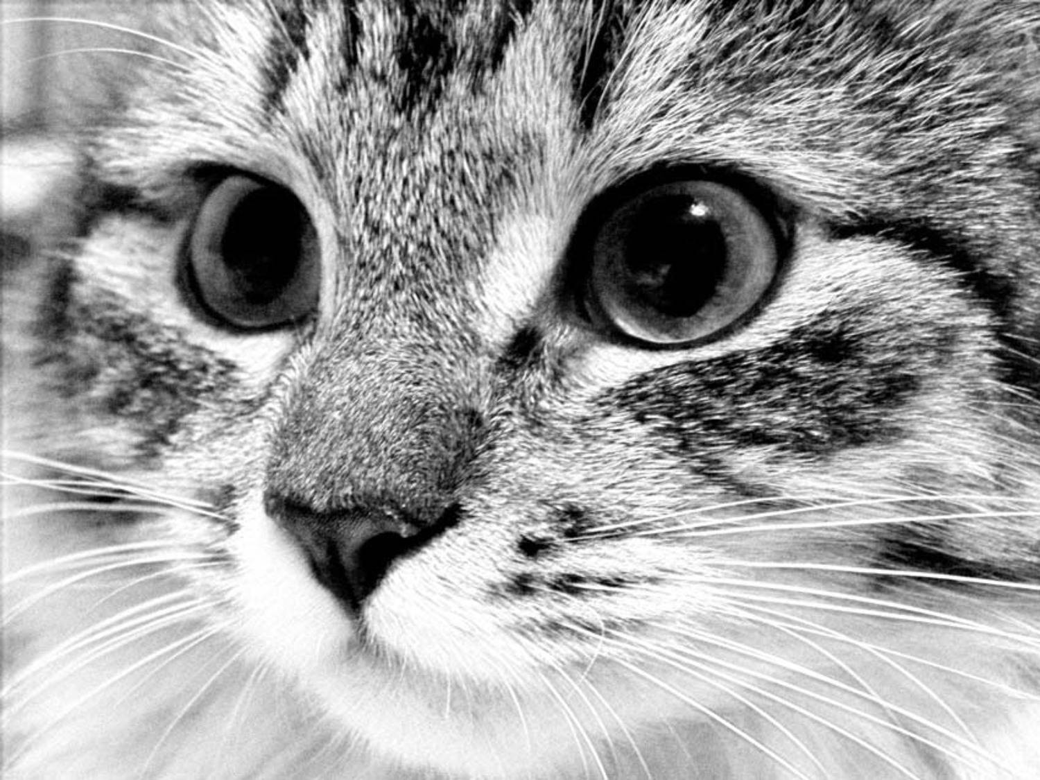 , Любовь Роктанэн