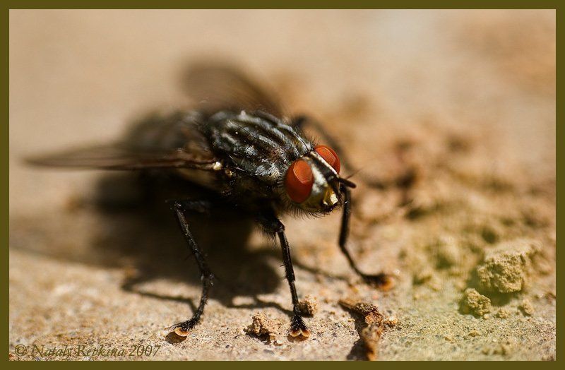 муха,макро,цокотуха,муха цокотуха Муха цокотуха фото превью