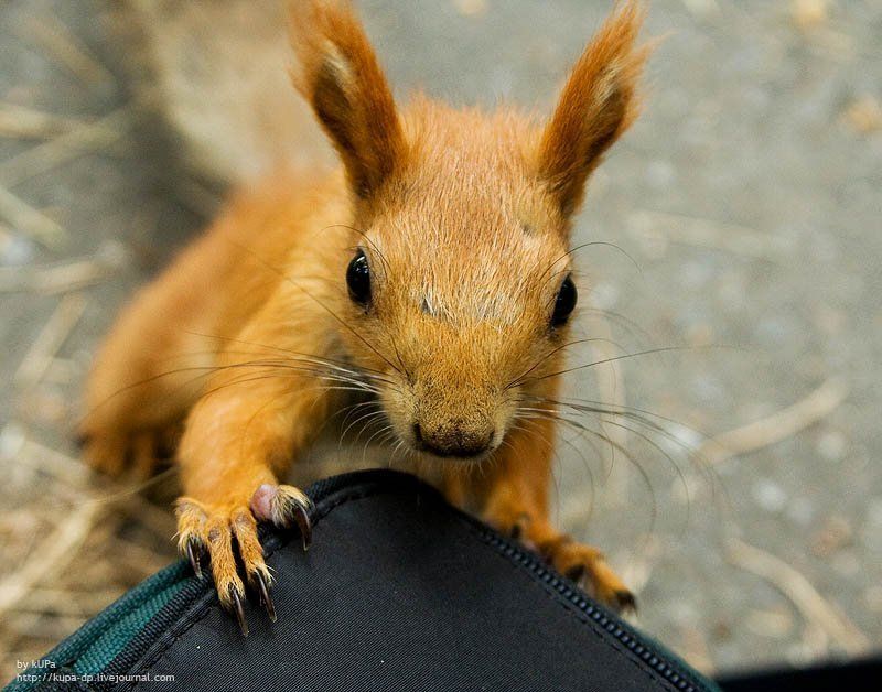 белка Белка будущий фотограф фото превью