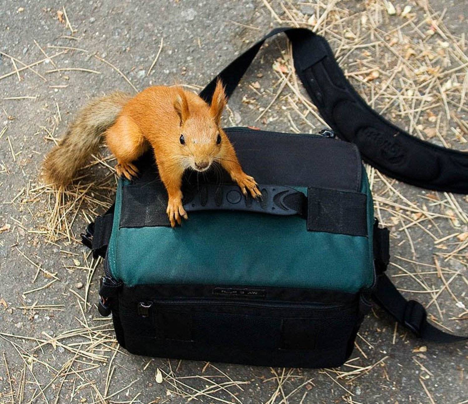 белка, kUPa  Стеценко Игорь