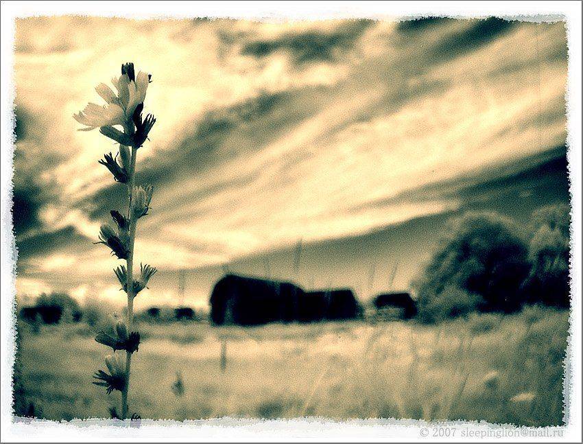 ик, пейзаж, infrared, инфракрасный, инфракрасное, pilgrim, Pilgrim