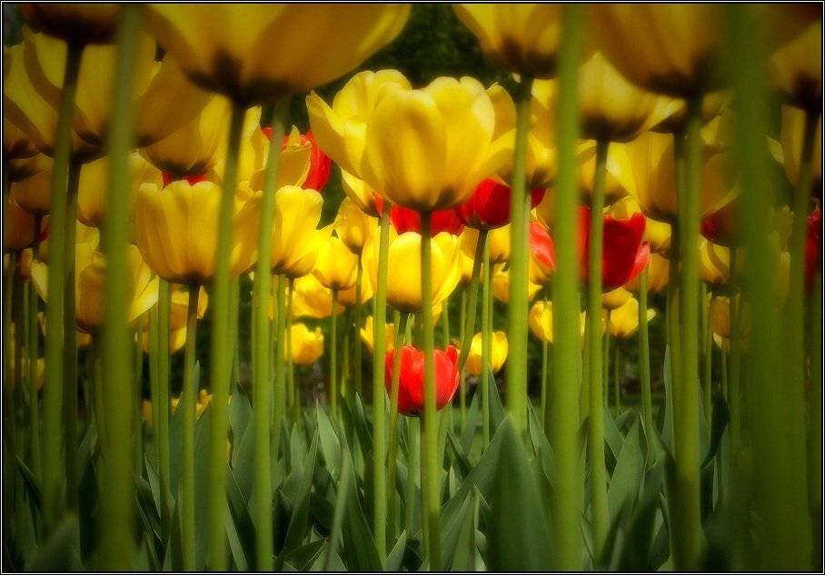 цветы, москва, тюльпаны, Gemini