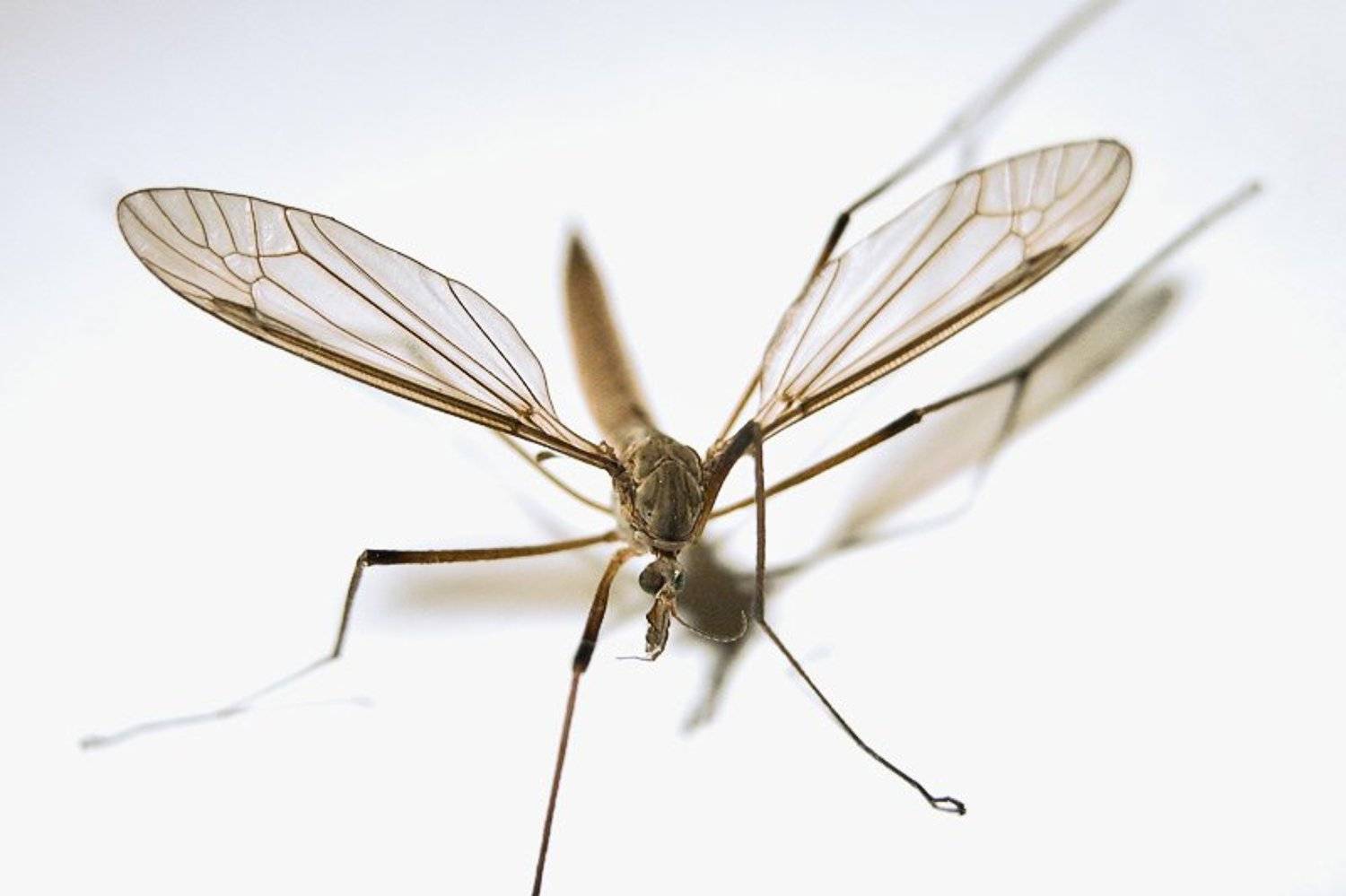 комар, Антон Абрамов