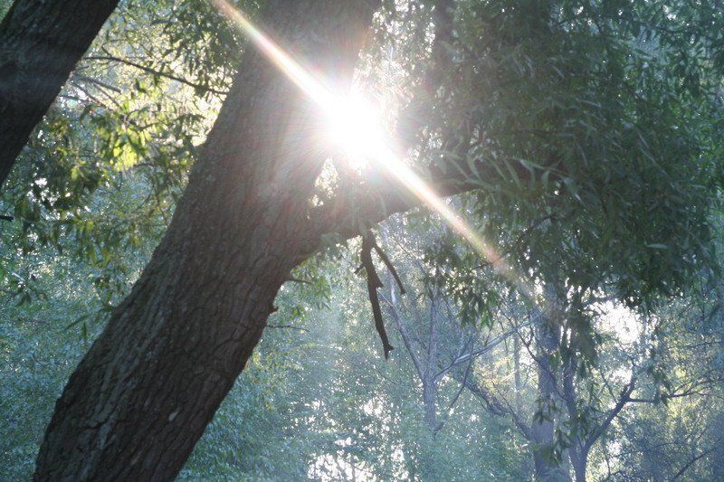 Там где катаются роллеры-эльфы фото превью