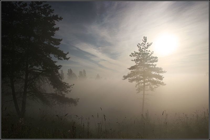 туман, утро, солнце, небо, пейзаж, дерево, сосна, лето, трава, поле, лес, dyadyavasya Туманные дали фото превью