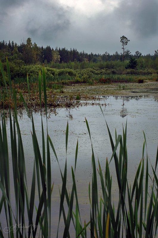 Болото фото превью