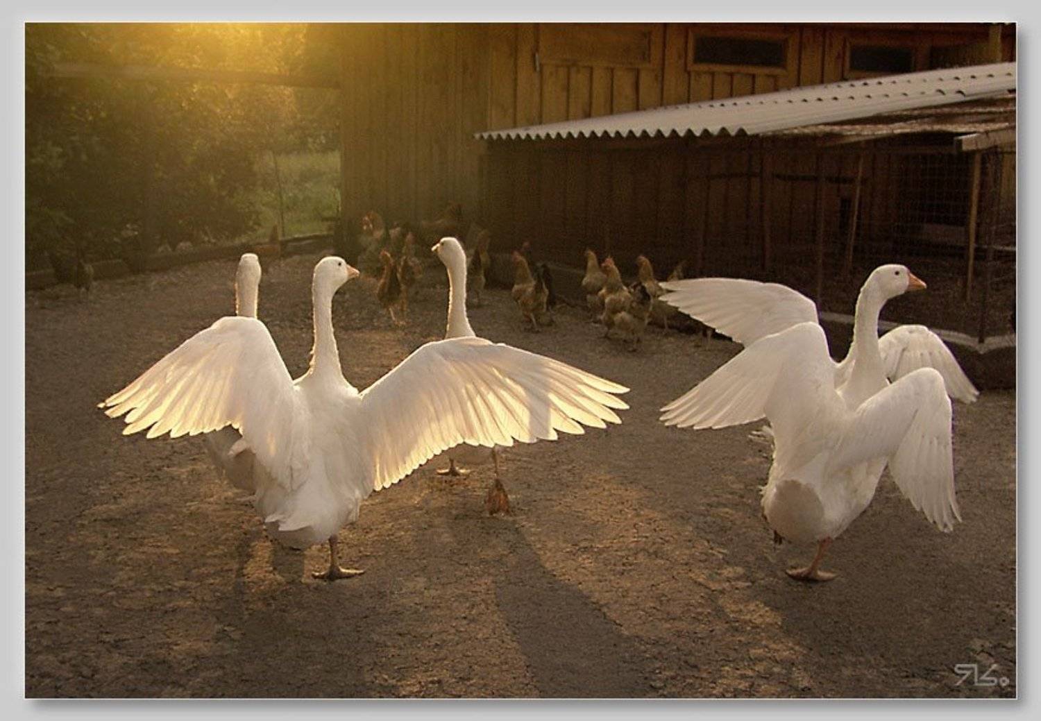 гуси, живность, Константин Янситов