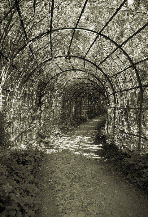 лето зной тоннель прохлада зелень, Александр Абалихин