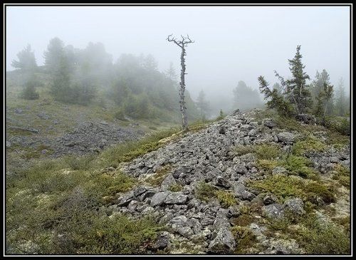 Дорога в тумане