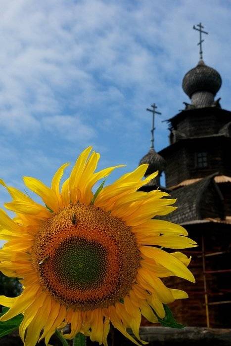подсолнухи, церковь, солнце, senjor