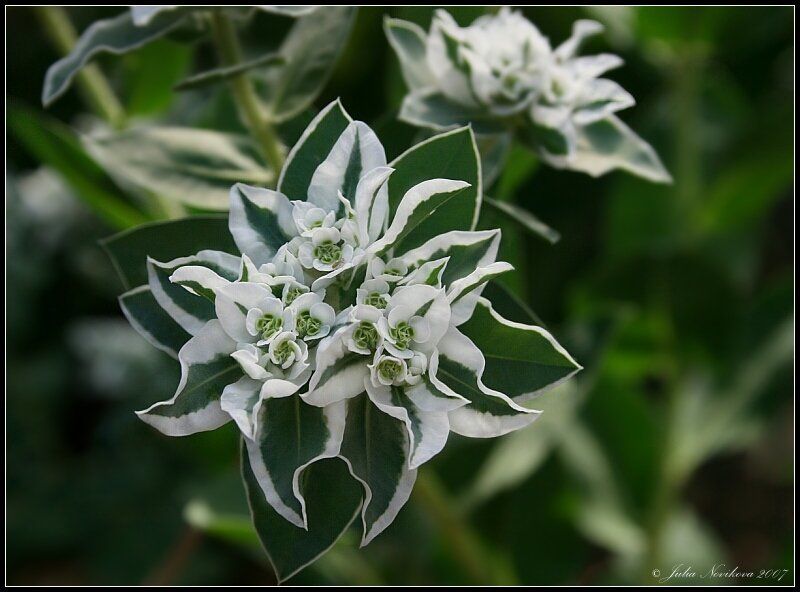 цветок, лето Летняя. фото превью