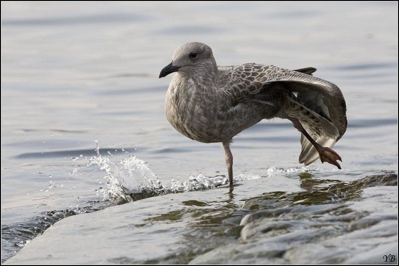 нева, чайка, утро, утренние потягуши... фото превью
