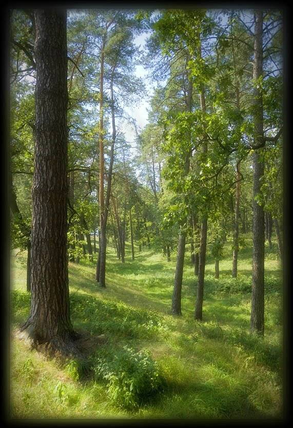 бучанский лес, Sound Wave