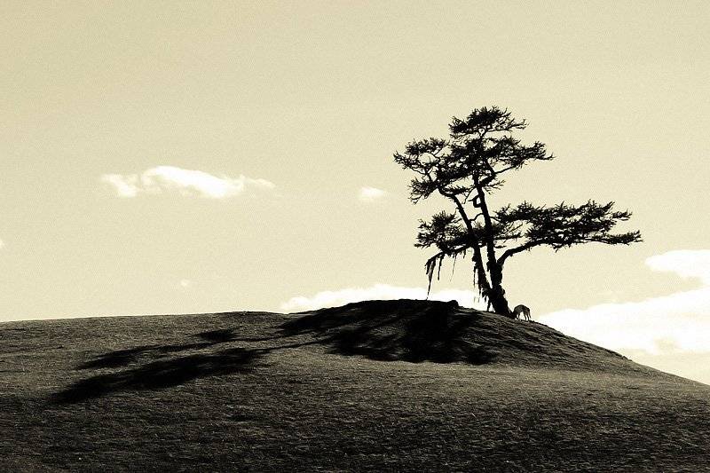 , Дмитрий Плотникофф