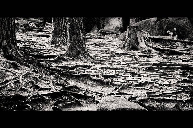 , Дмитрий Плотникофф