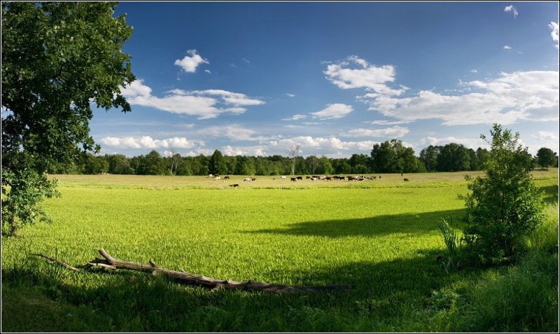 коровы На лугу пасутся фото превью