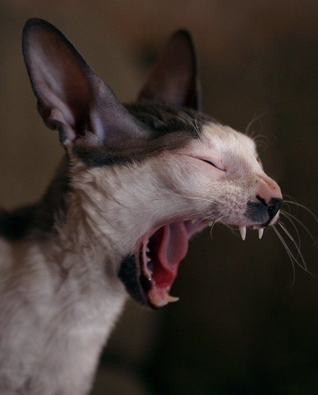 Алаааарм!!!! фото превью