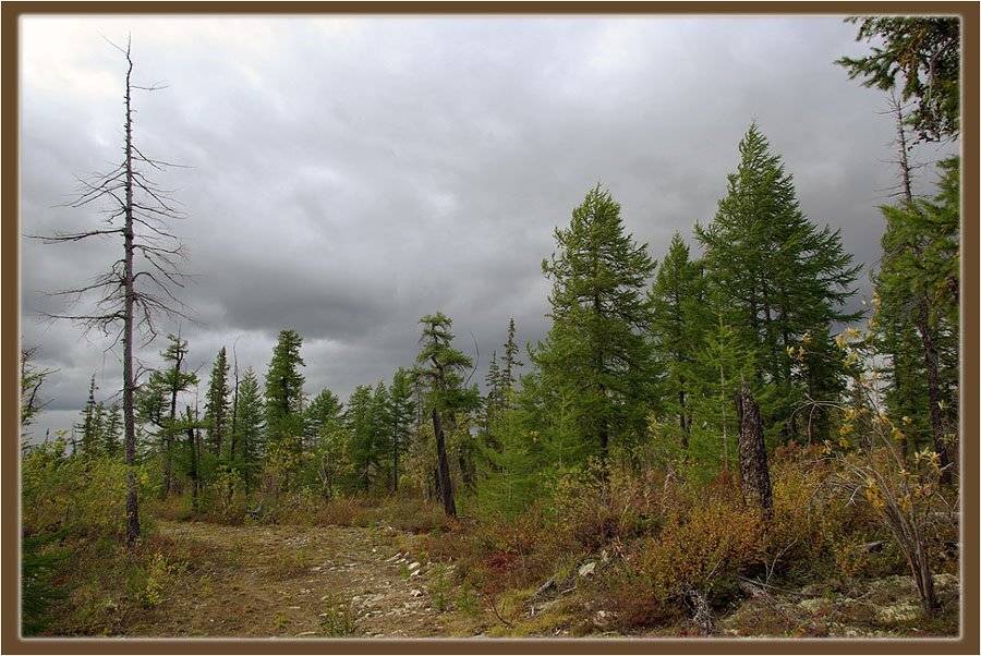 тайга,август,якутия, Солодухин Виктор