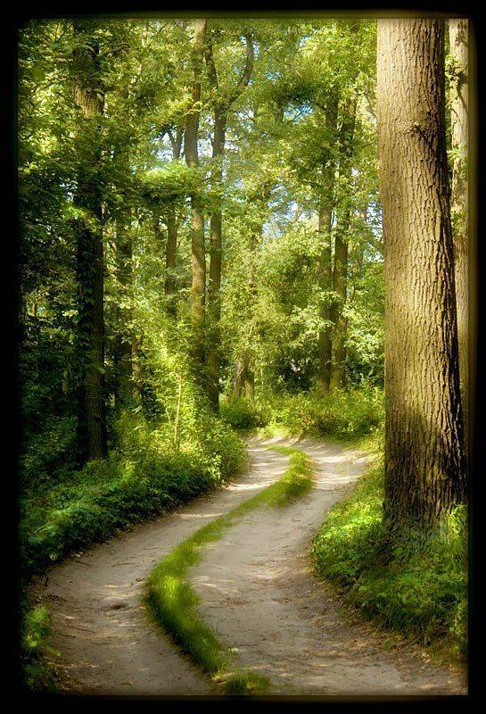 бучанский лес, Sound Wave