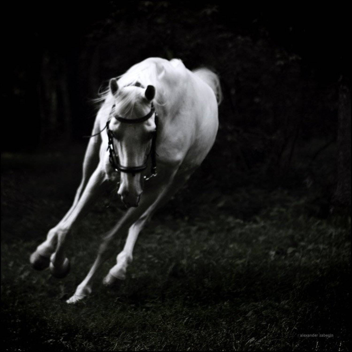 лошадь, лошади, конь, horses, horse, equi, zabegin, Alexander Zabegin