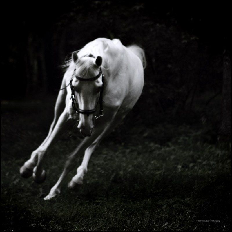 лошадь, лошади, конь, horses, horse, equi, zabegin about_dreamland фото превью